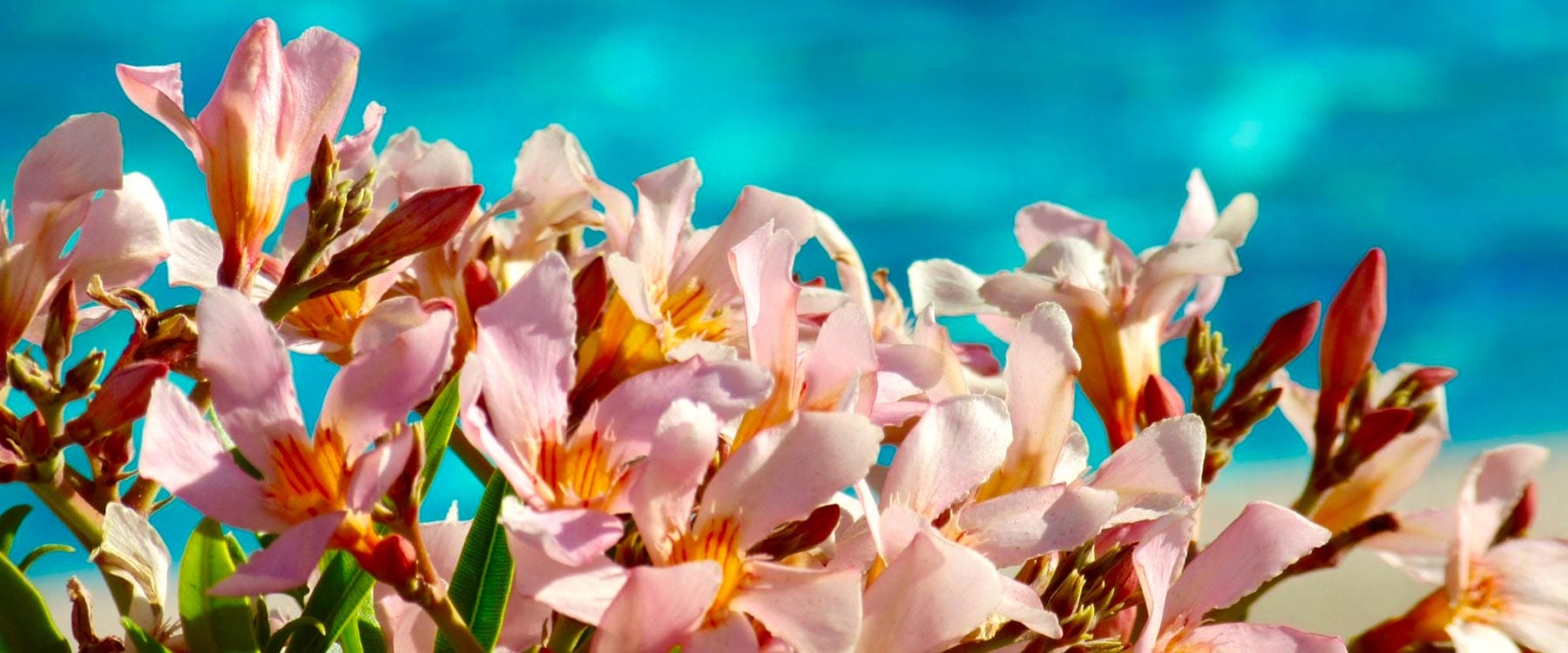 RV Property for Sale + Rent Desert Aire Resorts