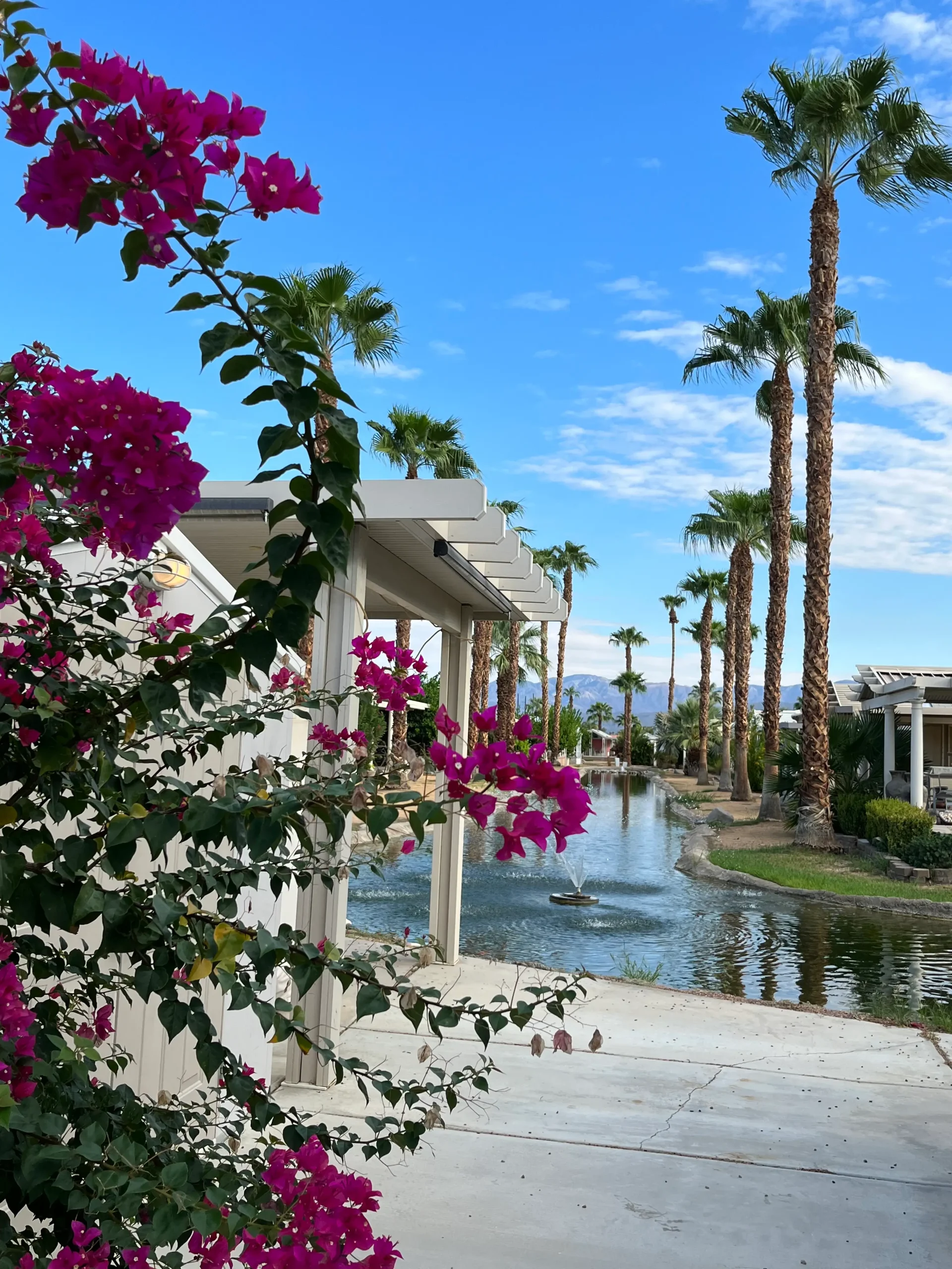 Image of Bougainvillea flowers in front of water